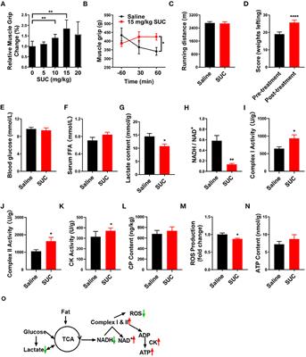 Acute Succinate Administration Increases Oxidative Phosphorylation and Skeletal Muscle Explosive Strength via SUCNR1